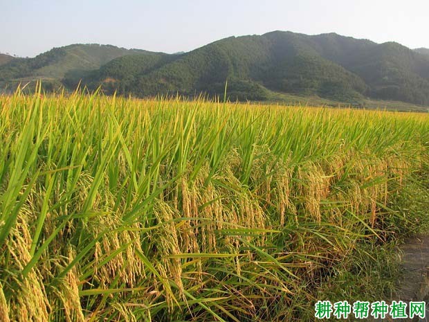 明两优527水稻品种好不好? 明两优527水稻品种好不好?