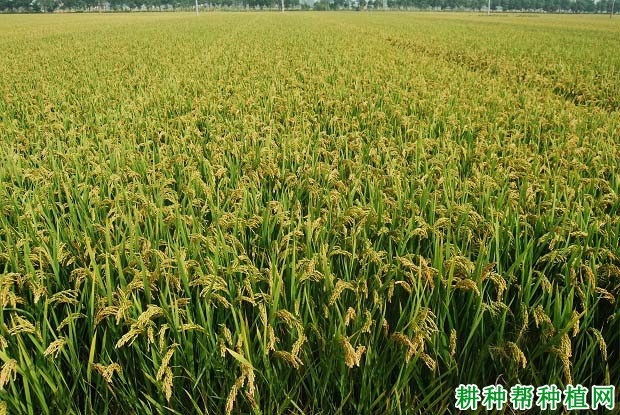 浙粳28常规粳稻水稻品种好不好? 浙粳28常规粳稻水稻品种好不好?