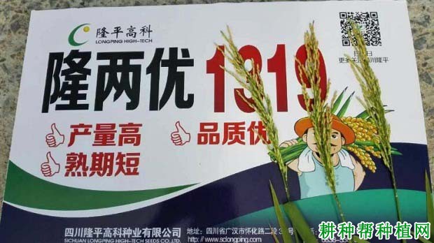 隆两优1319水稻品种好不好? 隆两优1319水稻品种好不好?