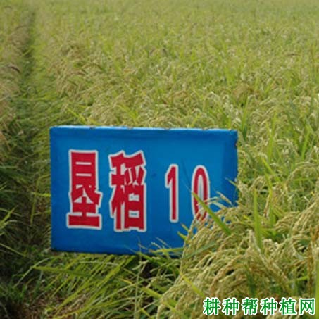 垦稻10号水稻品种好不好? 垦稻10号水稻品种好不好?