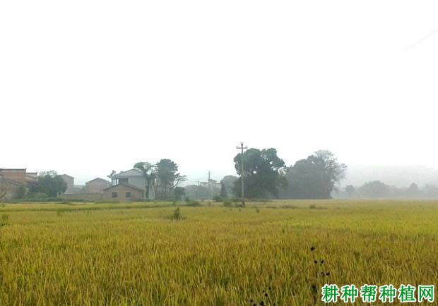 赣晚籼38号水稻品种好不好? 赣晚籼38号水稻品种好不好?