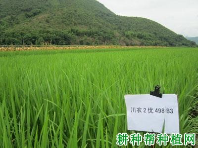 川农2优498杂交籼稻水稻品种好不好? 川农2优498杂交籼稻水稻品种好不好?