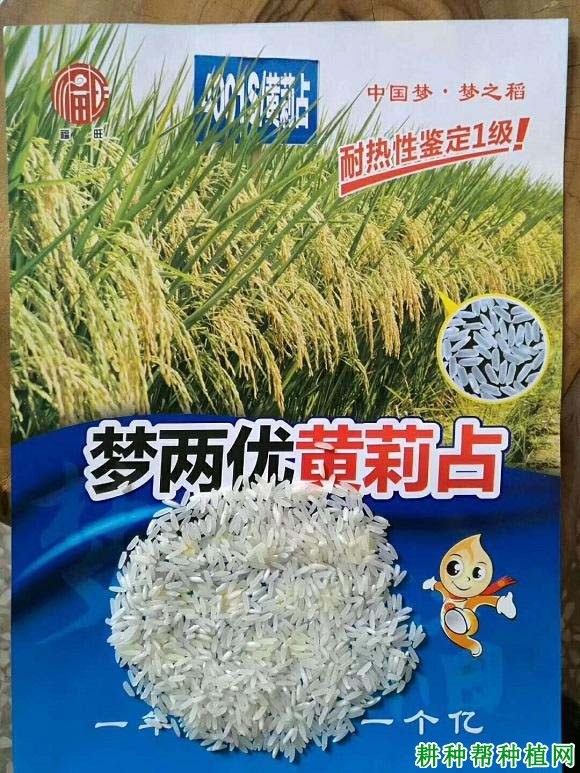 梦两优黄莉占水稻品种好不好? 梦两优黄莉占水稻品种好不好?