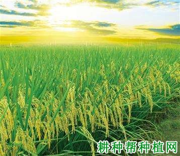 泰优398杂交籼稻水稻品种好不好? 泰优398杂交籼稻水稻品种好不好?