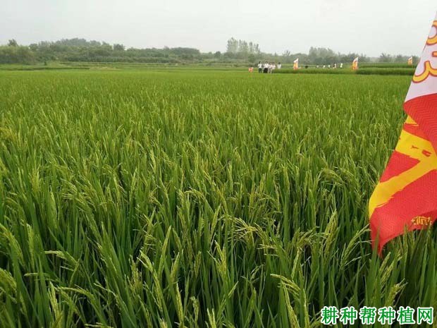 C两优33水稻品种好不好? C两优33水稻品种好不好?