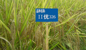 II优326杂交籼稻水稻品种好不好? II优326杂交籼稻水稻品种好不好?