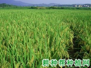 两优638水稻品种好不好? 两优638水稻品种好不好?