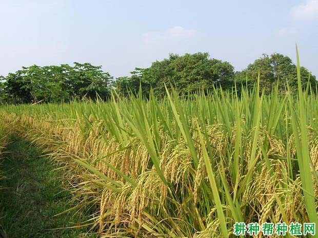 万金优2008杂交籼稻水稻品种好不好? 万金优2008杂交籼稻水稻品种好不好?