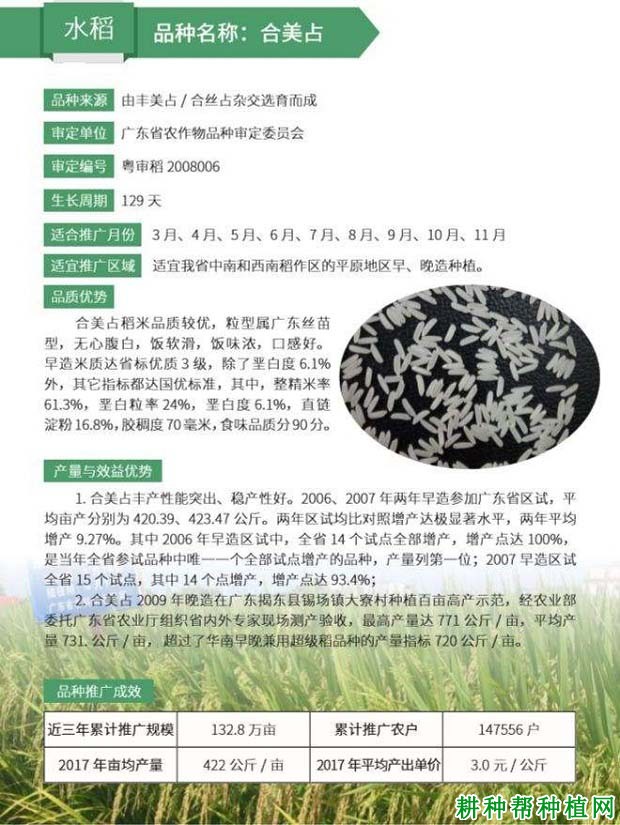 合美占水稻品种好不好? 合美占水稻品种好不好?