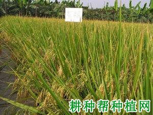 广超丝苗水稻品种好不好? 广超丝苗水稻品种好不好?