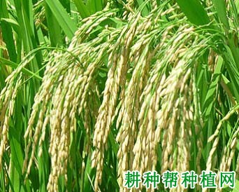 粤优938水稻品种好不好? 粤优938水稻品种好不好?