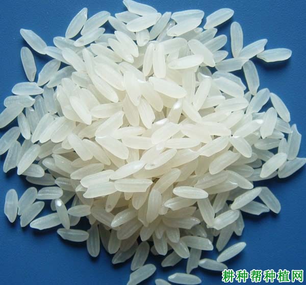 云两优144杂交籼稻水稻品种好不好? 云两优144杂交籼稻水稻品种好不好?