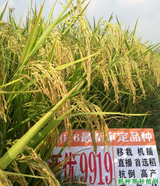 两优9919水稻品种好不好? 两优9919水稻品种好不好?