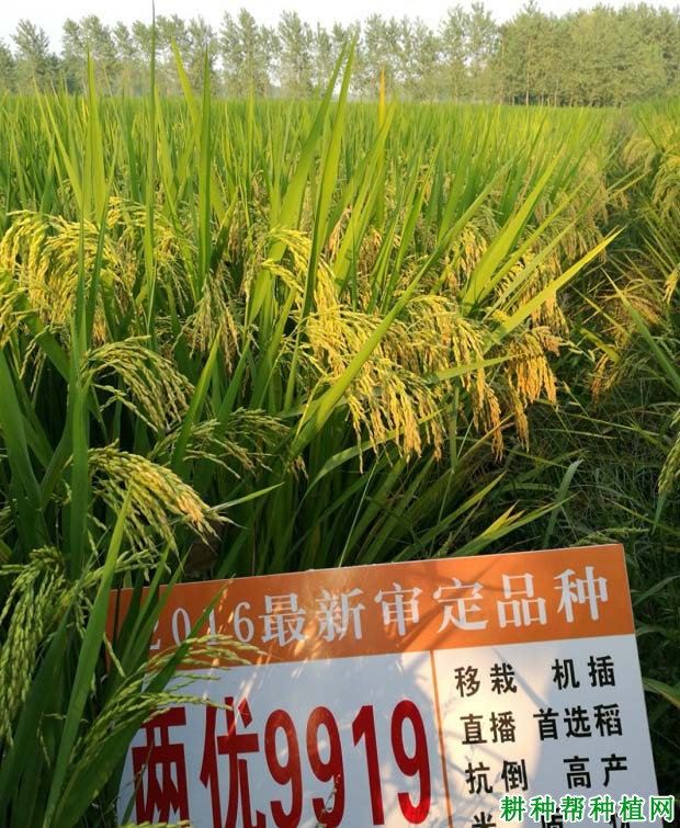 两优9919水稻品种好不好? 两优9919水稻品种好不好?