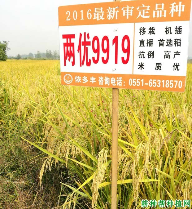 两优9919水稻品种好不好? 两优9919水稻品种好不好?