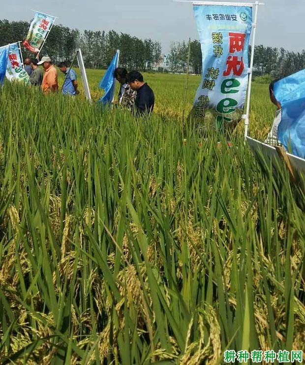 两优9919水稻品种好不好? 两优9919水稻品种好不好?
