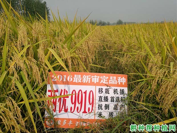 两优9919水稻品种好不好? 两优9919水稻品种好不好?