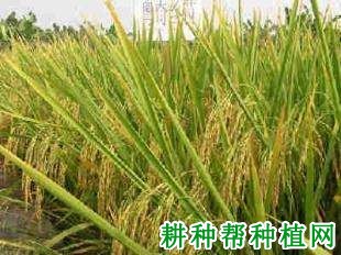 粤奇丝苗水稻品种好不好? 粤奇丝苗水稻品种好不好?