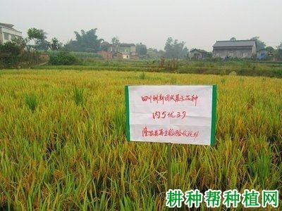 内5优39杂交籼稻水稻品种好不好? 内5优39杂交籼稻水稻品种好不好?
