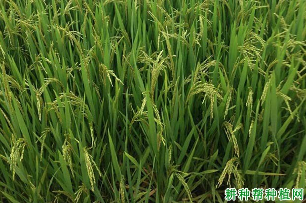 中嘉早17常规籼稻水稻品种好不好? 中嘉早17常规籼稻水稻品种好不好?