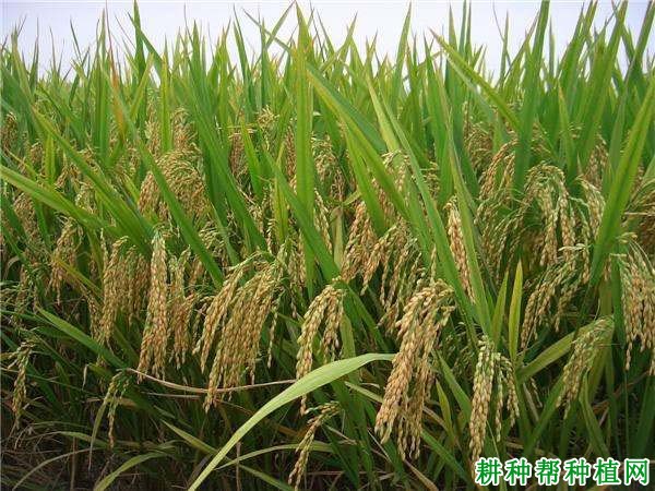 中嘉早17常规籼稻水稻品种好不好? 中嘉早17常规籼稻水稻品种好不好?