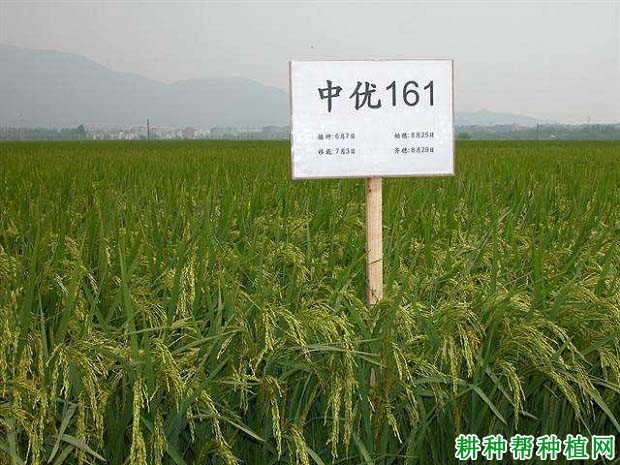 中优161杂交籼稻水稻品种好不好? 中优161杂交籼稻水稻品种好不好?