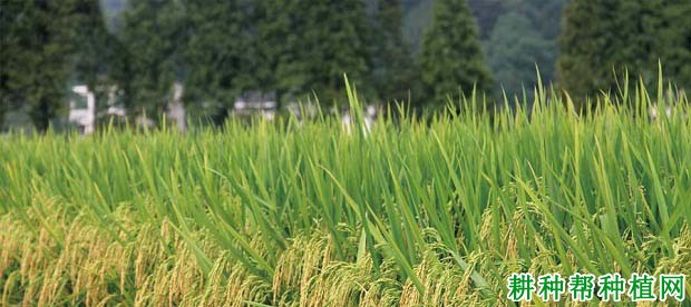 泰丰优2213水稻品种好不好? 泰丰优2213水稻品种好不好?