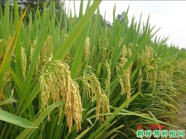 吉优716杂交籼稻水稻品种好不好? 吉优716杂交籼稻水稻品种好不好?