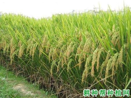 天优116水稻品种好不好? 天优116水稻品种好不好?