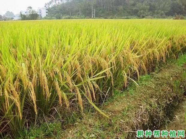 粤晶丝苗水稻品种好不好? 粤晶丝苗水稻品种好不好?