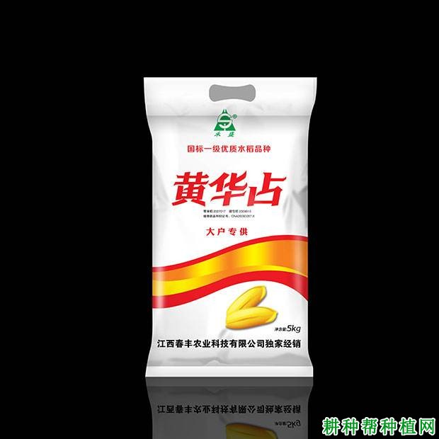 黄华占水稻品种好不好? 黄华占水稻品种好不好?