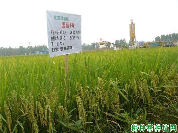 国稻1号水稻品种好不好? 国稻1号水稻品种好不好?