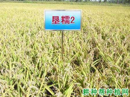 垦糯2号水稻品种好不好? 垦糯2号水稻品种好不好?