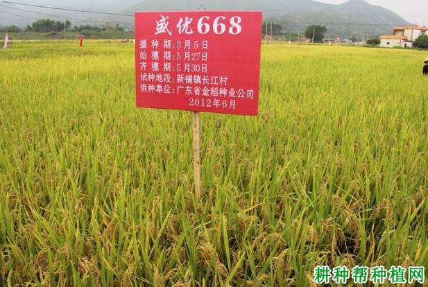 盛优668水稻品种好不好? 盛优668水稻品种好不好?