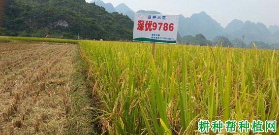 深优9786水稻品种好不好? 深优9786水稻品种好不好?