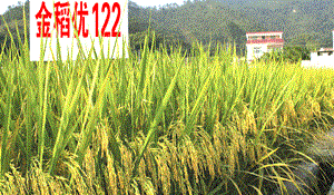 金稻优122水稻品种好不好? 金稻优122水稻品种好不好?