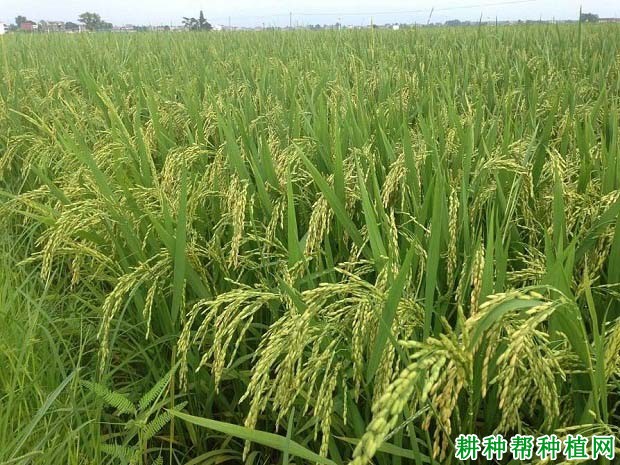 株两优18杂交籼稻水稻品种好不好? 株两优18杂交籼稻水稻品种好不好?