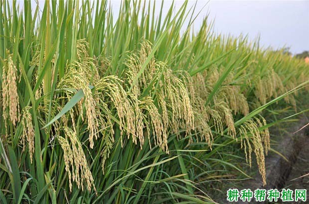 深优97125水稻品种好不好? 深优97125水稻品种好不好?