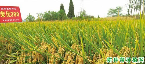 荣优390水稻品种好不好? 荣优390水稻品种好不好?