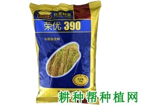荣优390水稻品种好不好? 荣优390水稻品种好不好?