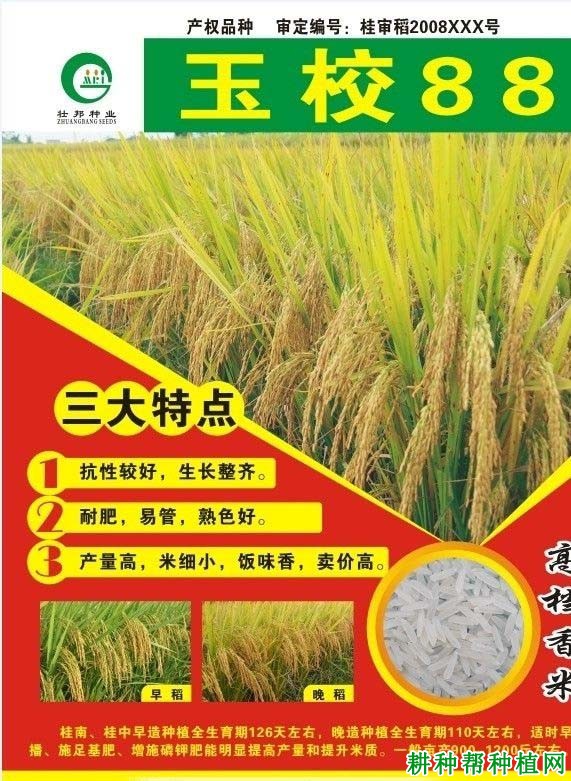 玉校88水稻品种好不好? 玉校88水稻品种好不好?