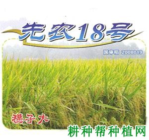 先农18号水稻品种好不好? 先农18号水稻品种好不好?