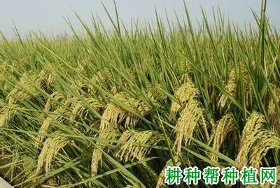 甬优6号杂交籼稻水稻品种好不好? 甬优6号杂交籼稻水稻品种好不好?