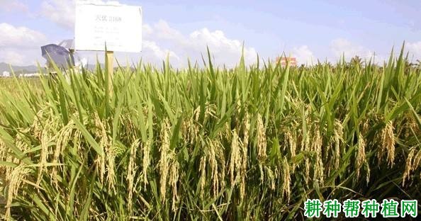 天优2168水稻品种好不好? 天优2168水稻品种好不好?