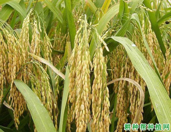 协优728水稻品种好不好? 协优728水稻品种好不好?