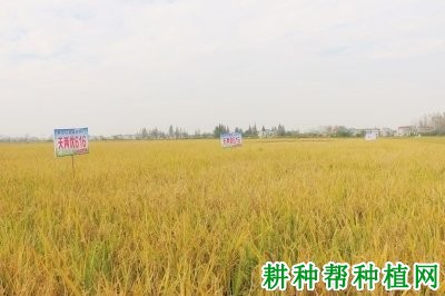 天两优616杂交籼稻水稻品种好不好? 天两优616杂交籼稻水稻品种好不好?