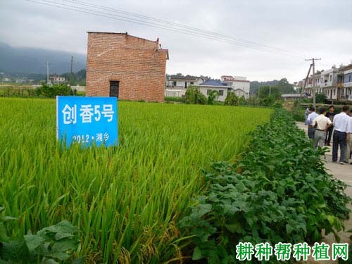 创香5号水稻品种好不好? 创香5号水稻品种好不好?