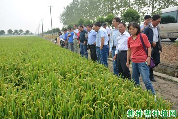 南粳0212水稻品种好不好? 南粳0212水稻品种好不好?