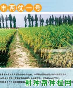 丰两优一号水稻品种好不好? 丰两优一号水稻品种好不好?
