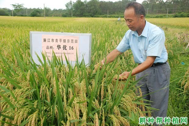 华优16水稻品种好不好? 华优16水稻品种好不好?